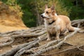 A Welsh Corgi Pembroke dog stands among the roots and stupidly shows its tongue Royalty Free Stock Photo