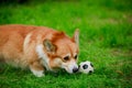 The Welsh Corgi Pembroke dog stands and warily sniffs a mini soccer ball before playing with it. An active pet is