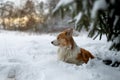 A Welsh Corgi Pembroke dog stands in the winter scenery in the snow, with the setting sun in the background