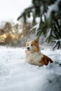 A Welsh Corgi Pembroke dog stands in the winter scenery in the snow, with the setting sun in the background