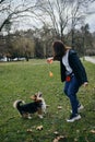 Welsh corgi pembroke dog stays and eyes focused on the prize toy. Female owner is smiling, enjoying the moment with her Royalty Free Stock Photo