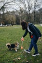 Welsh corgi pembroke dog stays and eyes focused on the prize toy. Female owner is smiling, enjoying the moment with her Royalty Free Stock Photo