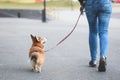 Welsh corgi pembroke dog walking nicely on a leash with an owner during a walk in the city