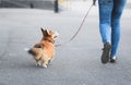 Welsh corgi pembroke dog walking nicely on a leash with an owner during a walk in the city