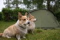 Welsh Corgi Pembroke dogs guard the camping tent