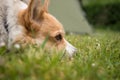 Welsh Corgi Pembroke dogs guard the camping tent