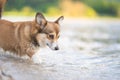 Welsh corgi pembroke dogs having fun and playing on a stone beach of Bohinj lake Royalty Free Stock Photo