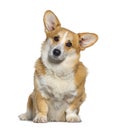 Welsh Corgi Pembroke facing and looking at he camera, isolated on white Royalty Free Stock Photo