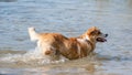 Welsh Corgi Pembroke dog playing in the water on the beach Royalty Free Stock Photo