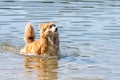 Welsh Corgi Pembroke dog playing in the water on the beach Royalty Free Stock Photo