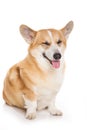 Welsh corgi pembroke funny dog squinting and smiling isolated on white