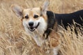 welsh corgi pembroke. Dog smiles