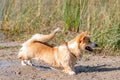 Welsh Corgi Pembroke on the lake beach, wet dog Royalty Free Stock Photo