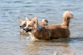 Welsh Corgi Pembroke on the lake beach, wet dog Royalty Free Stock Photo