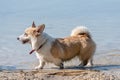 Welsh Corgi Pembroke on the lake beach, wet dog Royalty Free Stock Photo