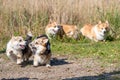 Welsh Corgi Pembroke on the lake beach, wet dog Royalty Free Stock Photo