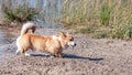 Welsh Corgi Pembroke on the lake beach, wet dog Royalty Free Stock Photo