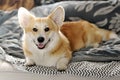 Welsh corgi pembroke lies sideways