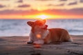 Welsh corgi pembroke lying on the beach, beautiful sunset, funny tongue