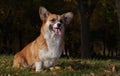 Happy Welsh Corgi Pembroke portriat in the park among the fallen leaves. Close-up.