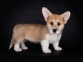 Welsh corgi Pembroke pup, standing, on a black Background Royalty Free Stock Photo