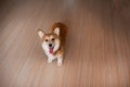 Welsh Corgi Pembroke puppy at home, happy smiling dog Royalty Free Stock Photo