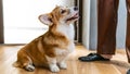 Welsh Corgi Pembroke puppy at home near its owners. Happy smiling dog Royalty Free Stock Photo