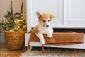 Welsh corgi pembroke puppy peeks out of the drawer cabinet Royalty Free Stock Photo