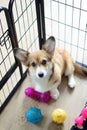 Welsh corgi pembroke puppy sitting in a crate during a crate training Royalty Free Stock Photo