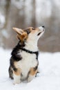 welsh corgi pembroke puppy snow Royalty Free Stock Photo