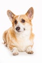 Welsh corgi pembroke redhead dog isolated on white Royalty Free Stock Photo