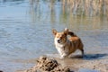 Welsh Corgi Pembroke on the lake beach, wet dog Royalty Free Stock Photo