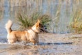 Welsh Corgi Pembroke on the lake beach, wet dog Royalty Free Stock Photo