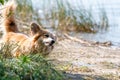 Welsh Corgi Pembroke on the lake beach, wet dog Royalty Free Stock Photo