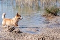 Welsh Corgi Pembroke on the lake beach, wet dog Royalty Free Stock Photo