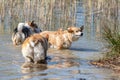 Welsh Corgi Pembroke on the lake beach, wet dog Royalty Free Stock Photo
