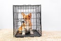 Welsh corgi Pembroke sits in cage as punishment for bad behavior or while owner is not at home. Equipment for safe Royalty Free Stock Photo