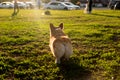 Welsh Corgi Pembroke smile and happy Cute dog walking on the grass in the park. Corgi butt, cute booty