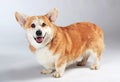 corgi on a gray background in the studio shooting Royalty Free Stock Photo