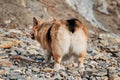 Charming little short legged British Shepherd. Popular breed of dog is corgi. Welsh Corgi Pembroke tricolor on beach, rear view of Royalty Free Stock Photo