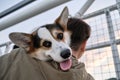 Front view from below is interesting angle on dog. Welsh Corgi Pembroke tricolor lies on shoulder of its owner woman and looks