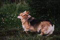 Welsh corgi Pembroke tricolor runs on green grass. Walk with pet in nature in fresh air. The worlds smallest shepherd dog. Side