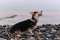 Smallest Shepherd in world. Walking puppy in nature in morning. Welsh Corgi Pembroke tricolor sits on pebble beach in morning
