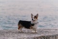 Smallest Shepherd in the world. Walking puppy in nature in morning. Welsh Corgi Pembroke tricolor stands beautifully and poses on