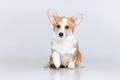 Welsh Corgi Pembroke on a uniform background