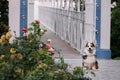 Smallest shepherd in the world is sitting on concrete path in park next to thicket of colorful roses and stuck out its tongue in