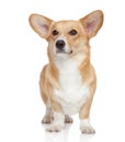 Welsh corgi Pembroke on white background