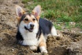 Welsh Corgi puppy