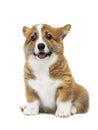 welsh corgi puppy funny face