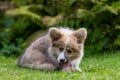 Welsh Corgi puppy lying in a green grass near a bush and gnawing a bone - image Royalty Free Stock Photo